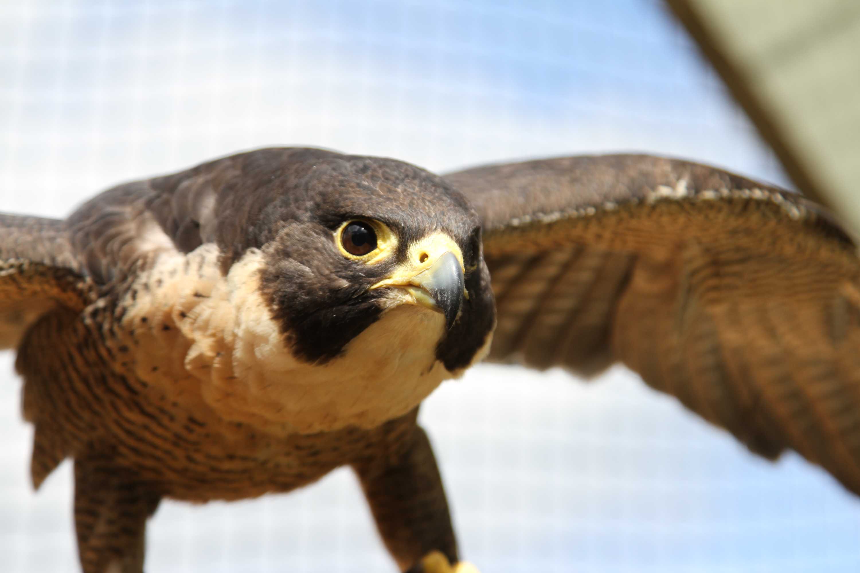 Close up of a brown falcon's face as it is flying in the sky.