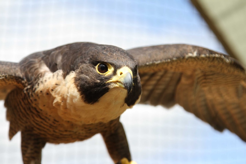Close up of a brown falcon's face as it is flying in the sky.
