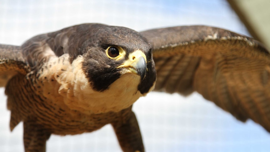 Peregrine falcon