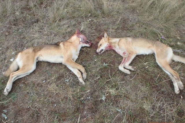 Two dead wild dogs