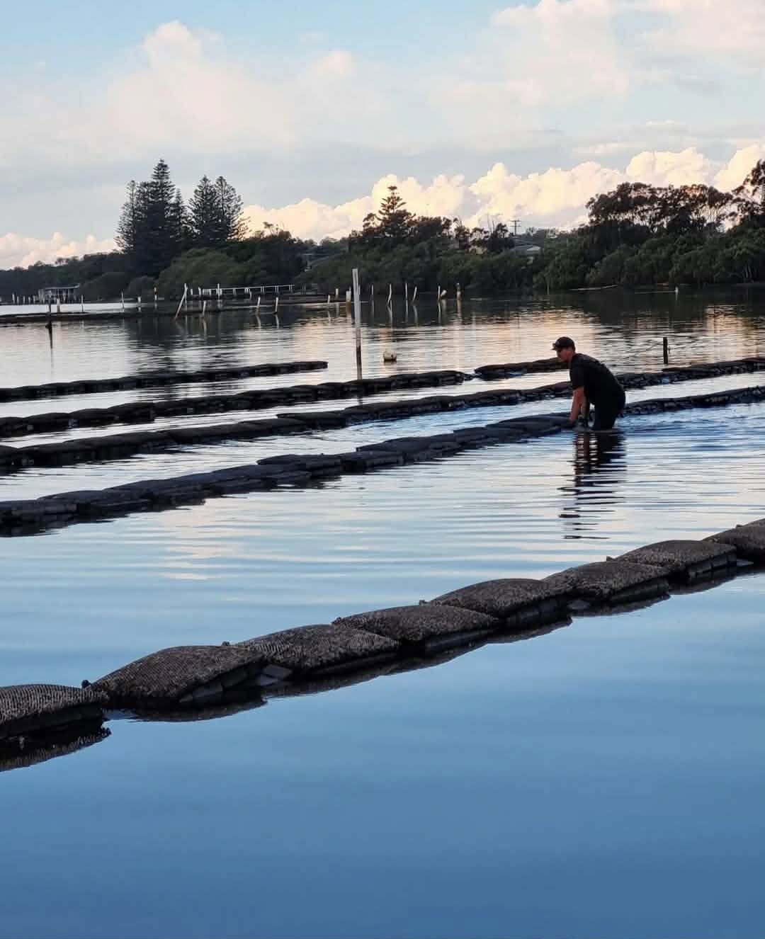 Police investigate theft of 400,000 oysters in NSW