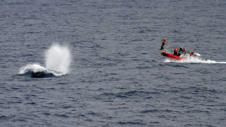 Scientists tagged two of the giants while in the Southern Ocean.