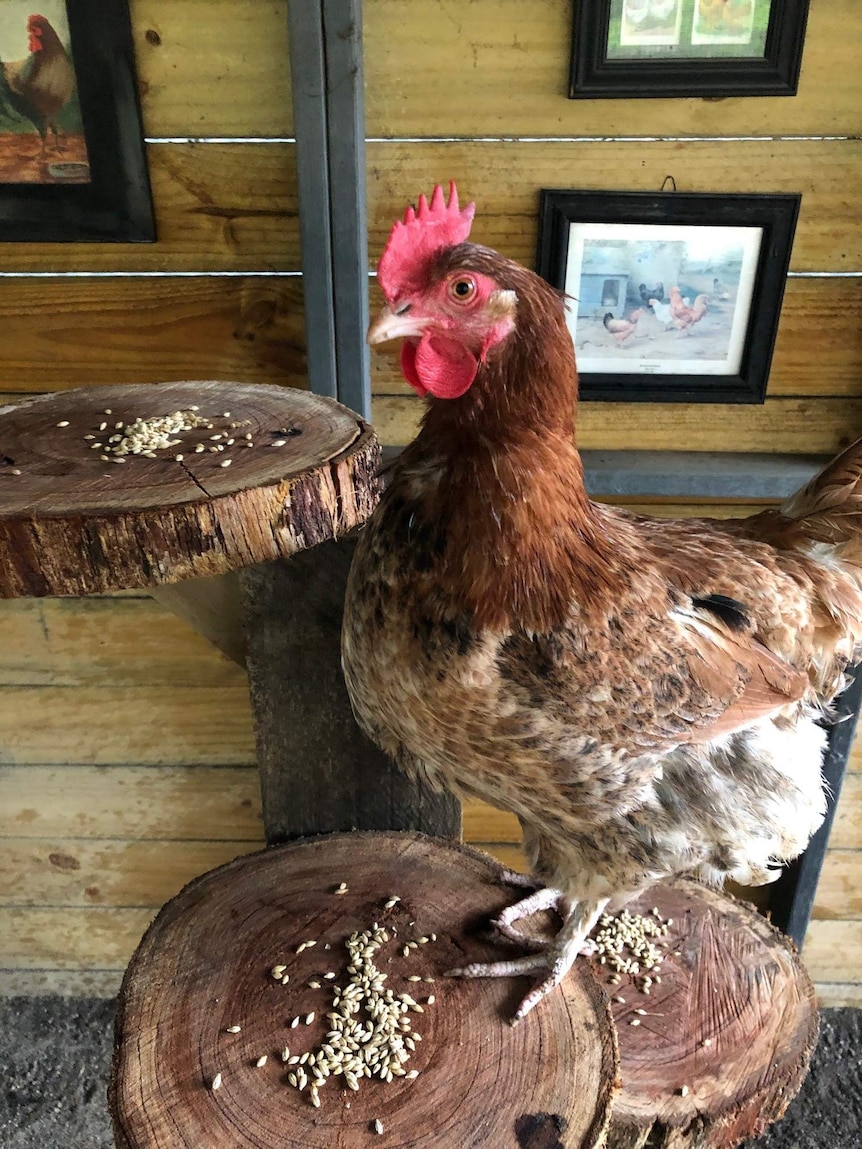 The chickens are living a pretty fancy life.