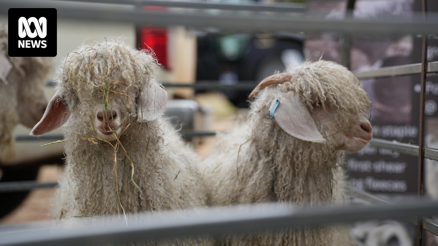 Goats destined for meat market now supplying Australian mohair to Italian fashion houses