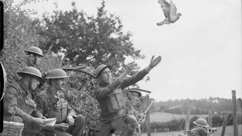 British troops release carrier pigeon during WWII