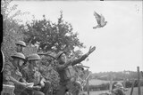 British troops release carrier pigeon during WWII