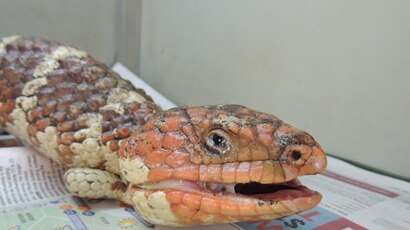 A photo of a sick bobtail, showing discharge from its eyes and nose.