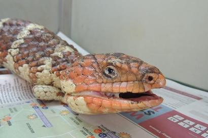 A photo of a sick bobtail, showing discharge from its eyes and nose.