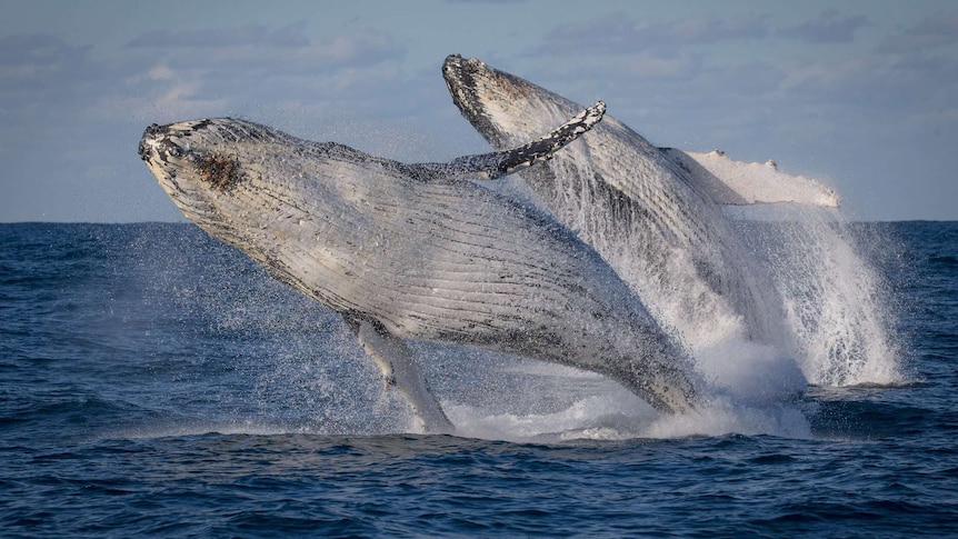 Spectacular, double-humpback breach as the two creatures arc out of the water in unison