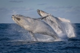 Spectacular, double-humpback breach as the two creatures arc out of the water in unison