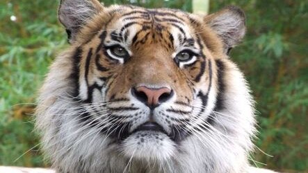 Australia Zoo Sumatran tiger Juma