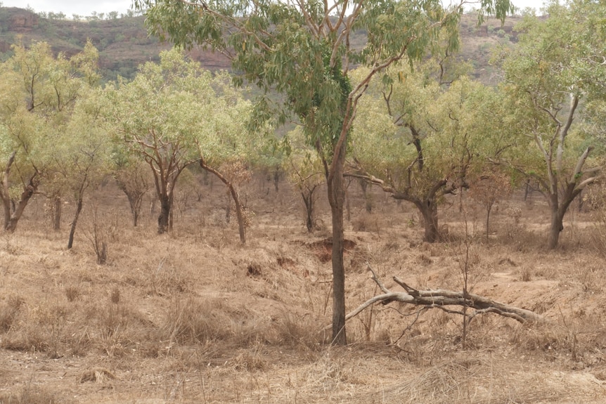 A bush landscape with a horizontal line through the middle created by floodwaters -- all the leaves below the line are brown.