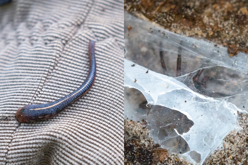A composite image of leeches and spiders from Booderee National Park