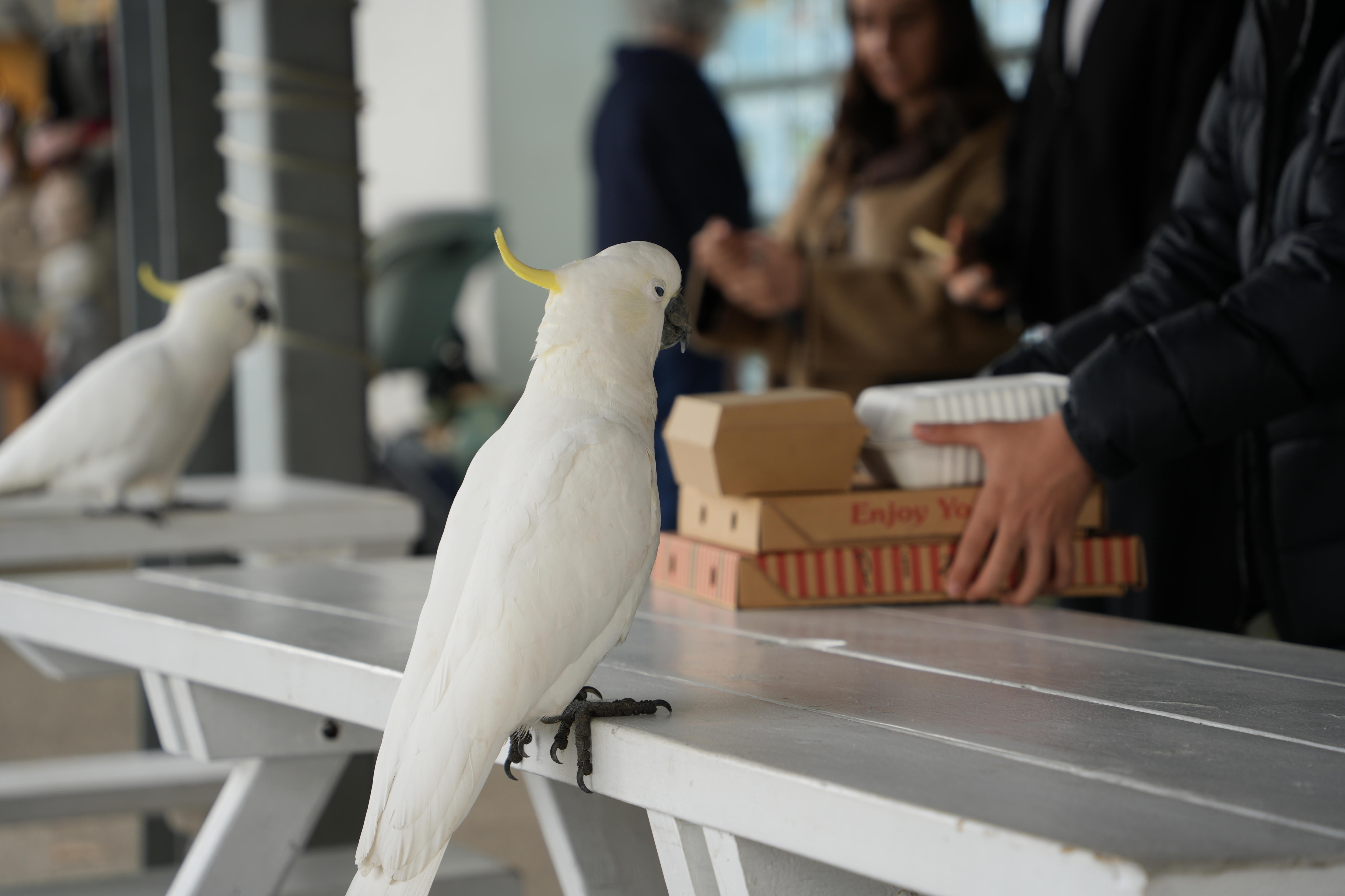 Two white cockatoos stand on a white wooden table where a person in a dark top is putting down food.