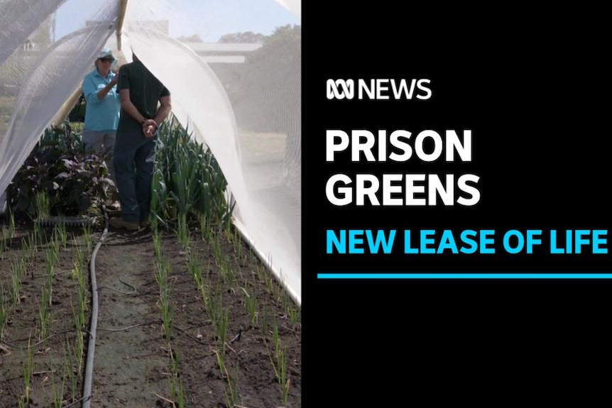 Prison Greens, New Lease of Life: An inmate with his back to the camera speaks to a woman in a greenhouse.