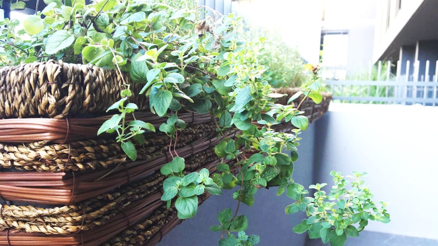 Pot plants hanging from a basket on a balcony