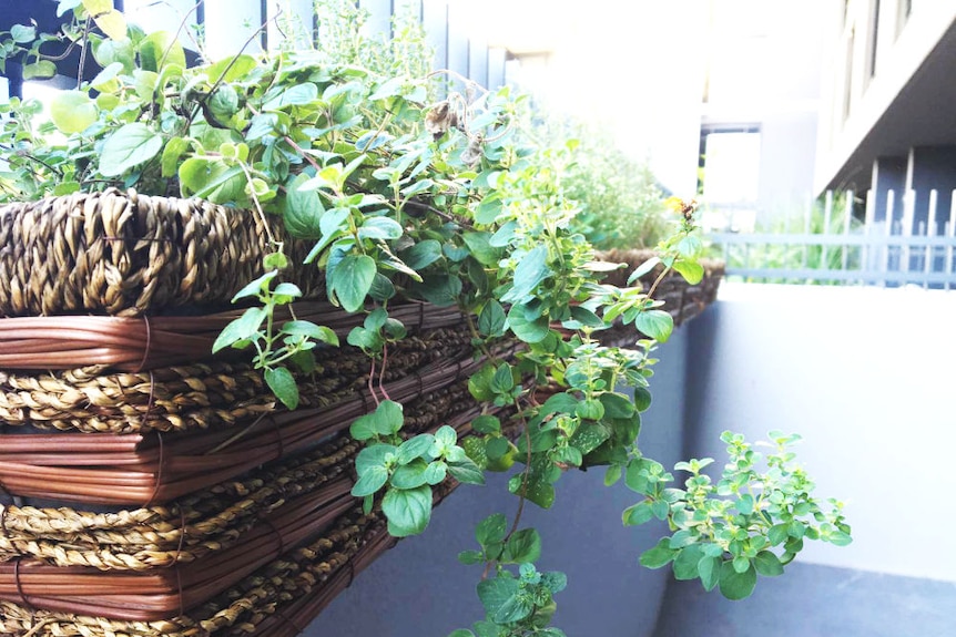 Pot plants hanging from a basket on a balcony