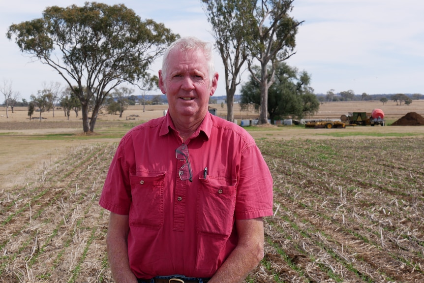 Man with red work shirt on, stands in a field with crimped cover cropping rows behind him. 