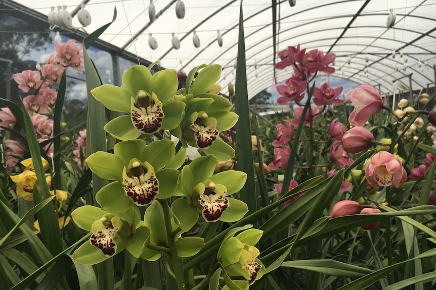 A striking green flowered cymbidium orchid in the foreground with other pink white and yellow orchids in the background.