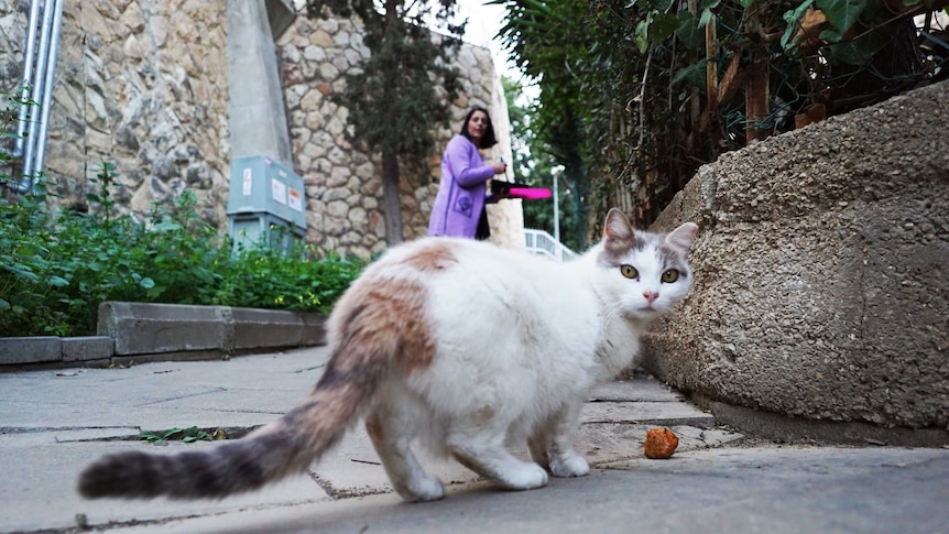 A white and grey cat looks back over its shoulder at the camera, as a woman puts out food for it on a footpath