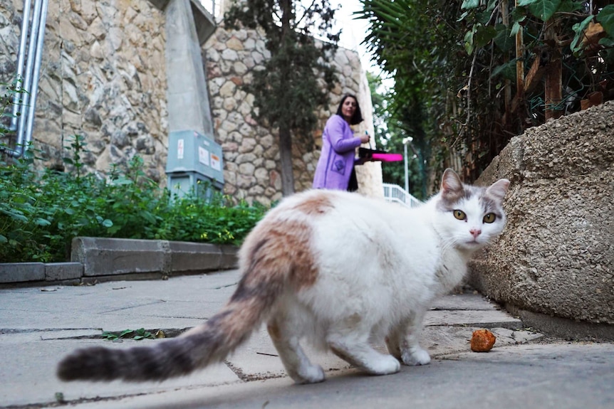 A white and grey cat looks back over its shoulder at the camera, as a woman puts out food for it on a footpath