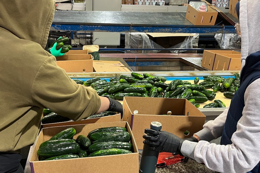 Vegetable packers on a production line.