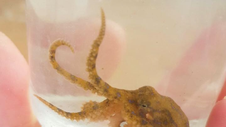 A blue ringed octopus in an jar found at Scarborough.