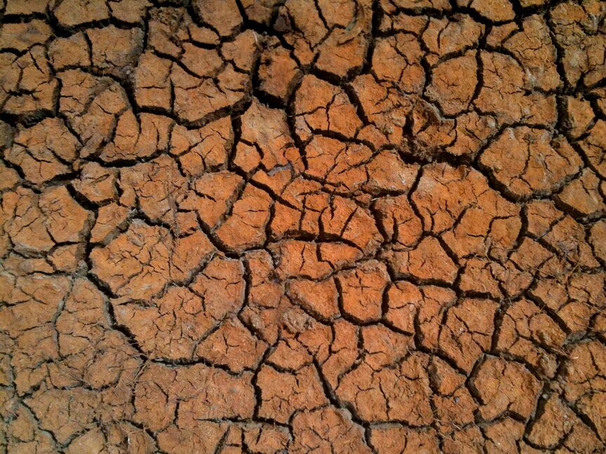 Dry, cracked earth in drought conditions.