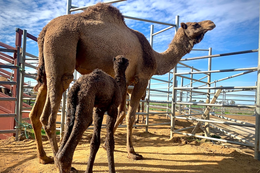 baby camels