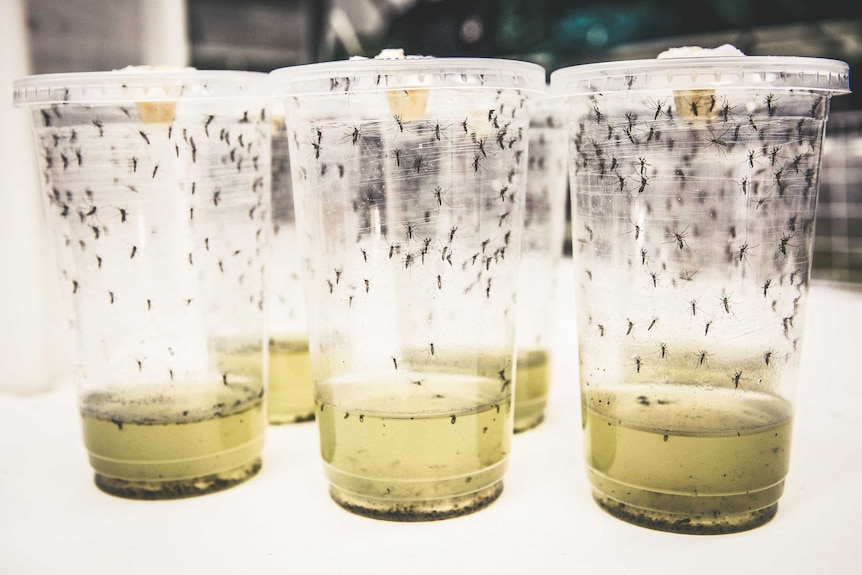 Several plastic cups with stagnant water and trapped mosquitos.