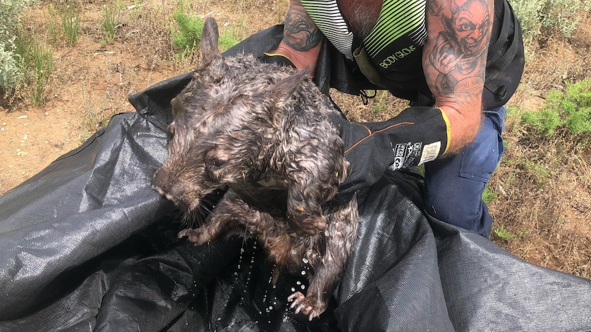 A man holding a wet wombat.