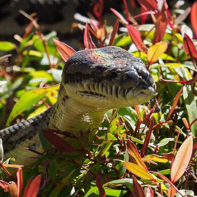 snake with head raised out of green and red leafy bush