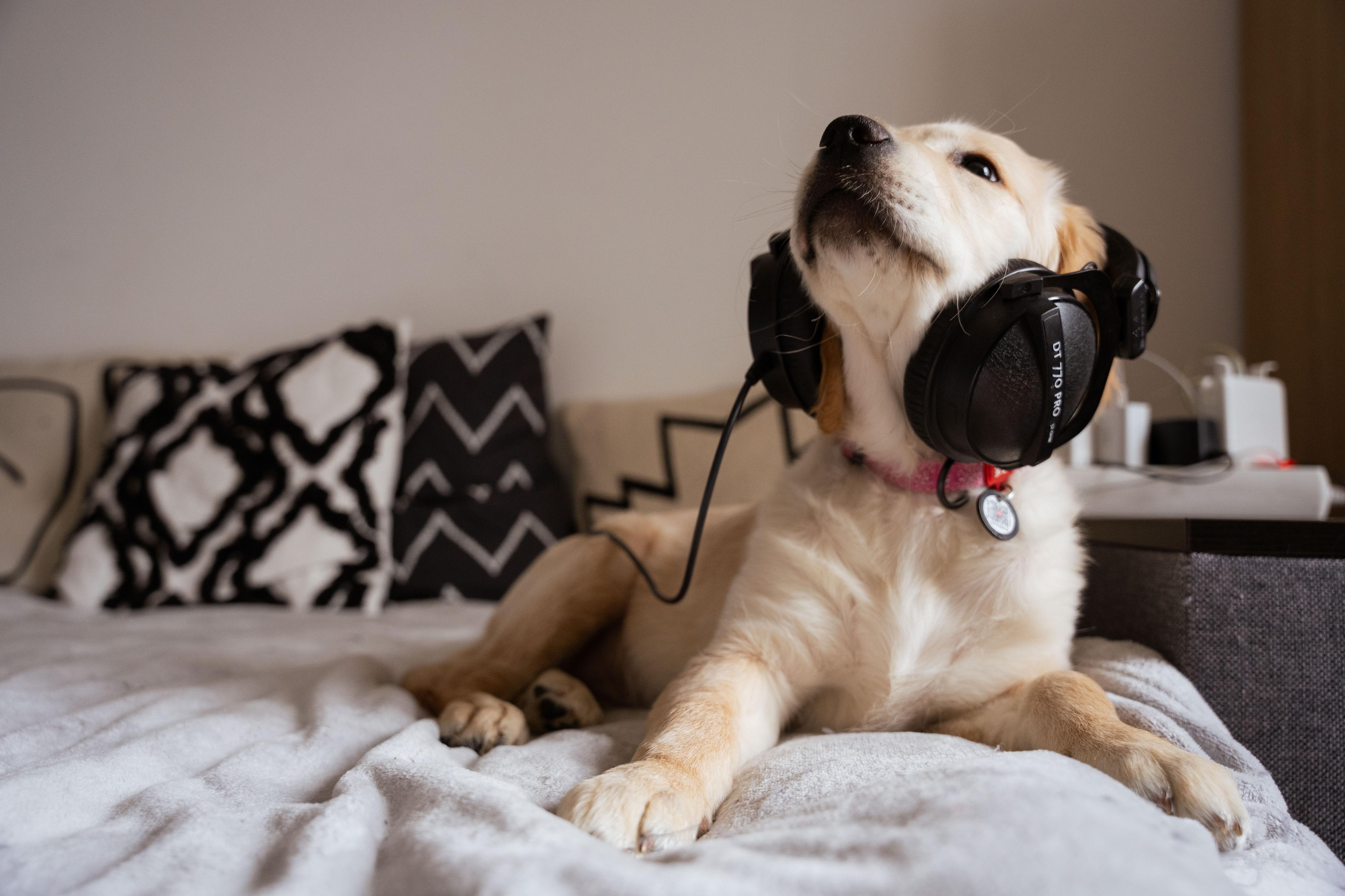 A large puppy with light-coloured fur sits on a bed, wearing headphones.