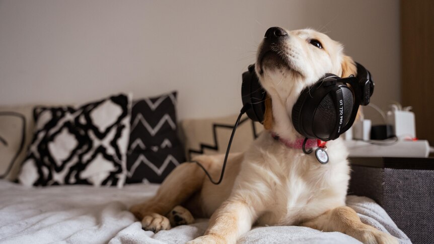 A large puppy with light-coloured fur sits on a bed, wearing headphones.