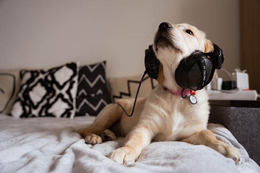 A dog wearing headphones!