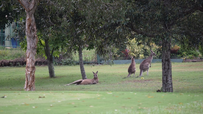 Kangaroos lazing about on a golf course