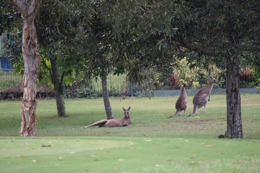 Kangaroos lazing about on a golf course