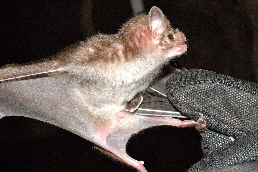 A close-up of a vampire bat at a field site near Cuernavaca in Mexico.