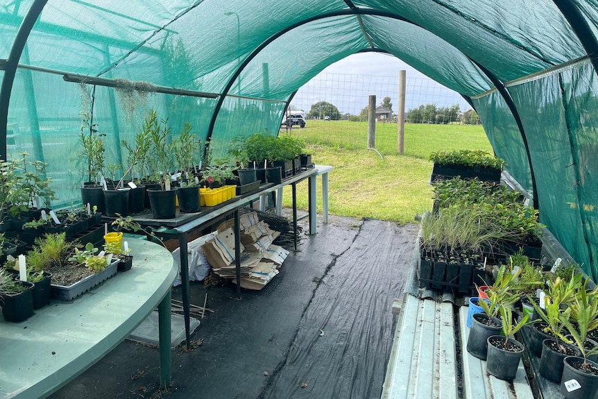 tables of plants under a shade cloth tent