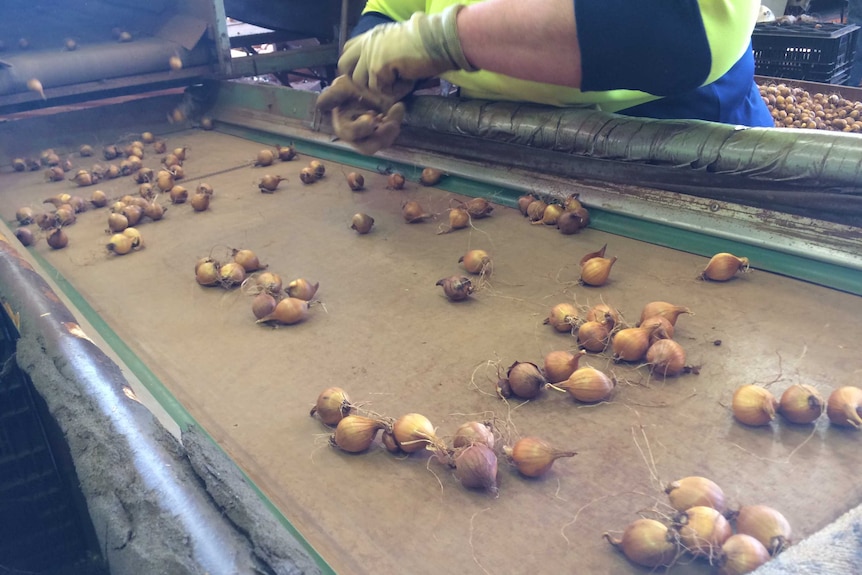 Bulbs on a conveyor belt