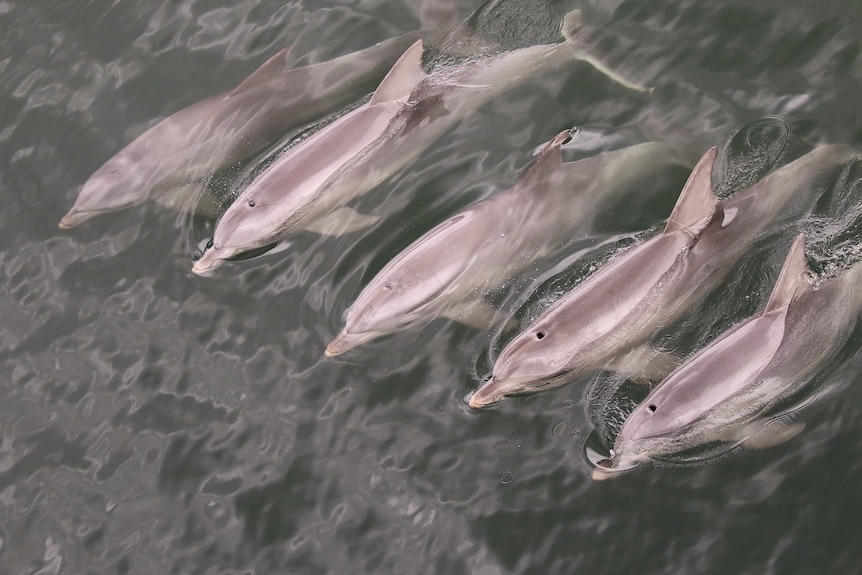 Five dolphins swim together.