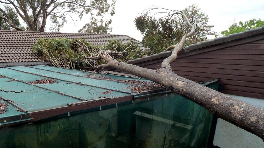A tree lies on a house in Belconnen, north Canberra, after a fierce storm swept over the city.