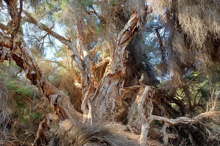 300-year-old paperbark tree infested with shot hole borers at Lake Claremont