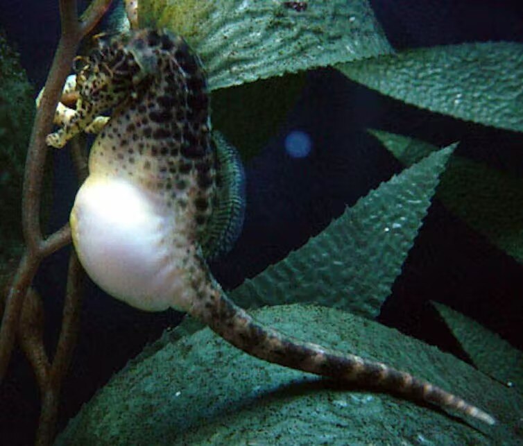Seahorse fathers give birth in a unique way, new research shows ABC News