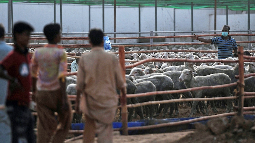 Pakistani labourers take care of Australian sheep at a farm in Bin Qaisim town