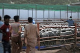 A Pakistani livestock company has confirmed at least 10,000 sheep out of the total shipment of 20,468 have been slaughtered.