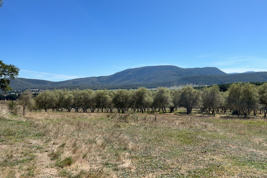 A from-afar picture of an olive grove, surrounded by hills.