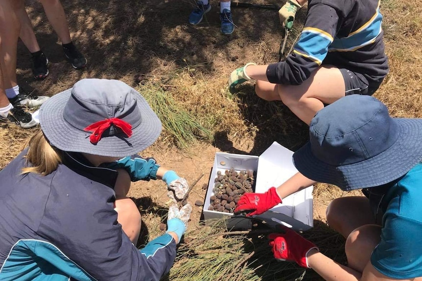 Overview looking down on two girls with gloves sorting nut seeds into a box out in the bush