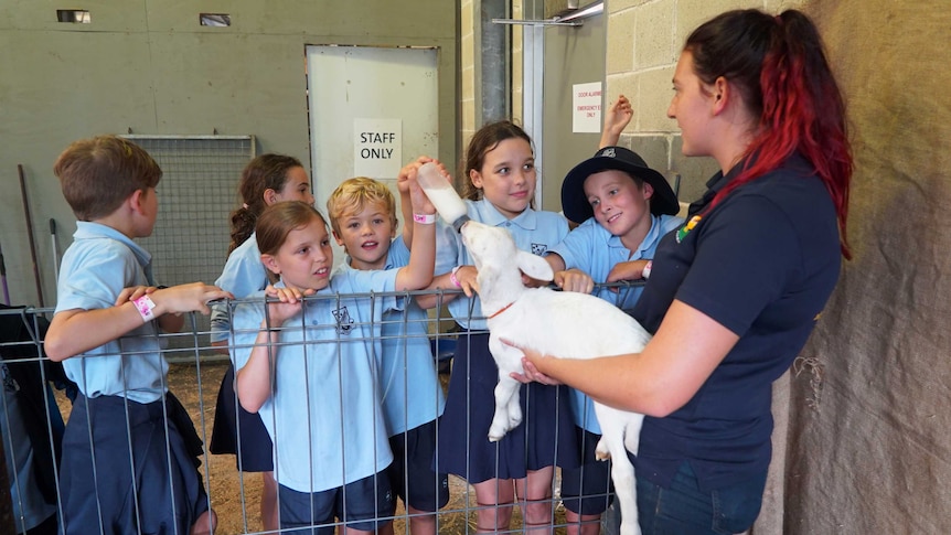 School children enjoying the baby lambs at Sydney's Royal Easter Show.