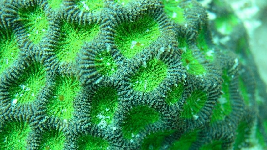 Coral plesiastrea